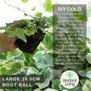 Hedera Helix Gold Variegated Plant
