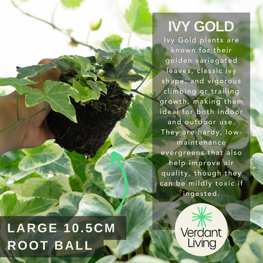 Hand holding an ivy root ball with trailing gold and green variegated leaves, plus care text and size caption