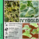Hedera Helix Gold Variegated Plant