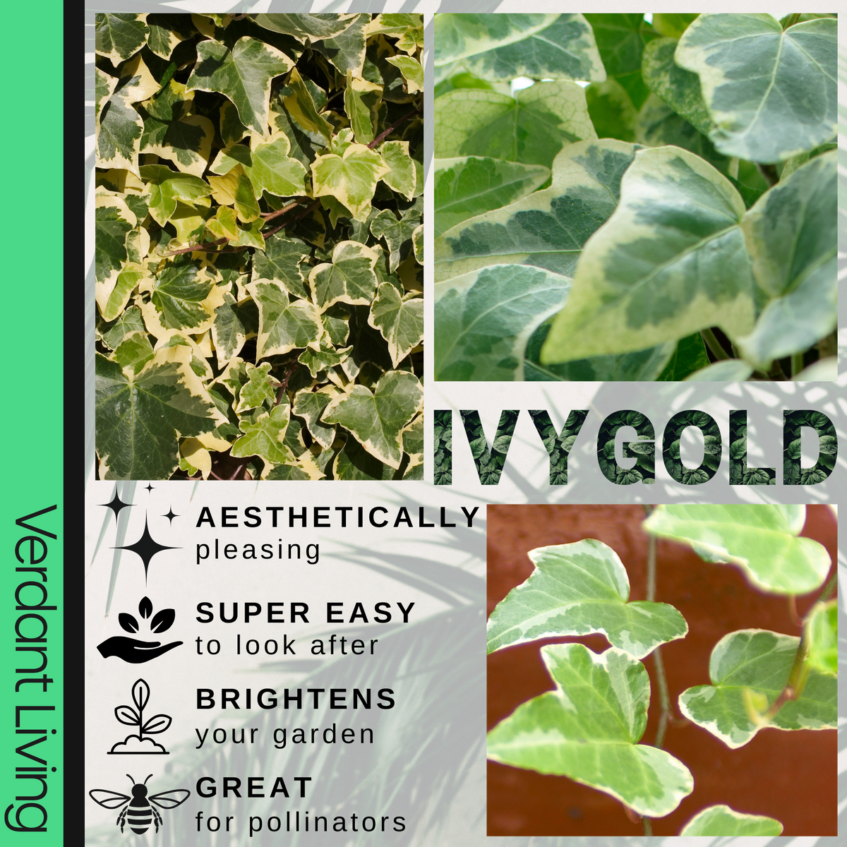 Ivy (Hedera helix Gold Variegated) – Evergreen Climber, Indoors or Out (Set of 3 or 6)