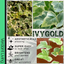 Hedera Helix Gold Veriegated - 10.5cm