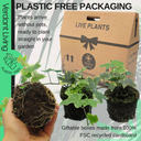 Hedera Helix Gold Variegated Plant