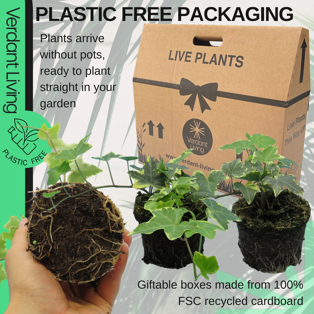 Ivy (Hedera helix Gold Variegated) – Evergreen Climber, Indoors or Out (Set of 3 or 6)