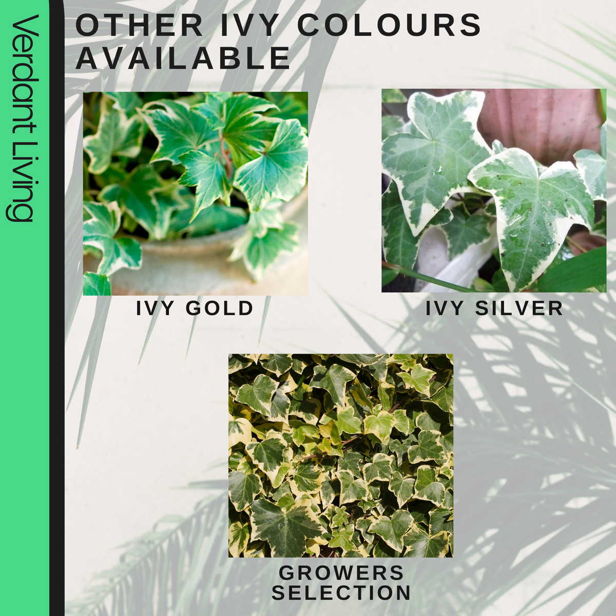 Ivy (Hedera helix Gold Variegated) – Evergreen Climber, Indoors or Out (Set of 3 or 6)