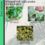Hedera Helix Gold Veriegated - 10.5cm