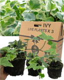 Hedera Helix Gold Variegated Plant
