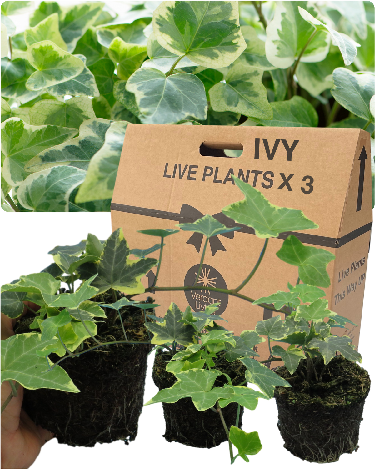 Ivy (Hedera helix Gold Variegated) – Evergreen Climber, Indoors or Out (Set of 3 or 6)
