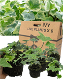 Hedera Helix Gold Variegated Plant