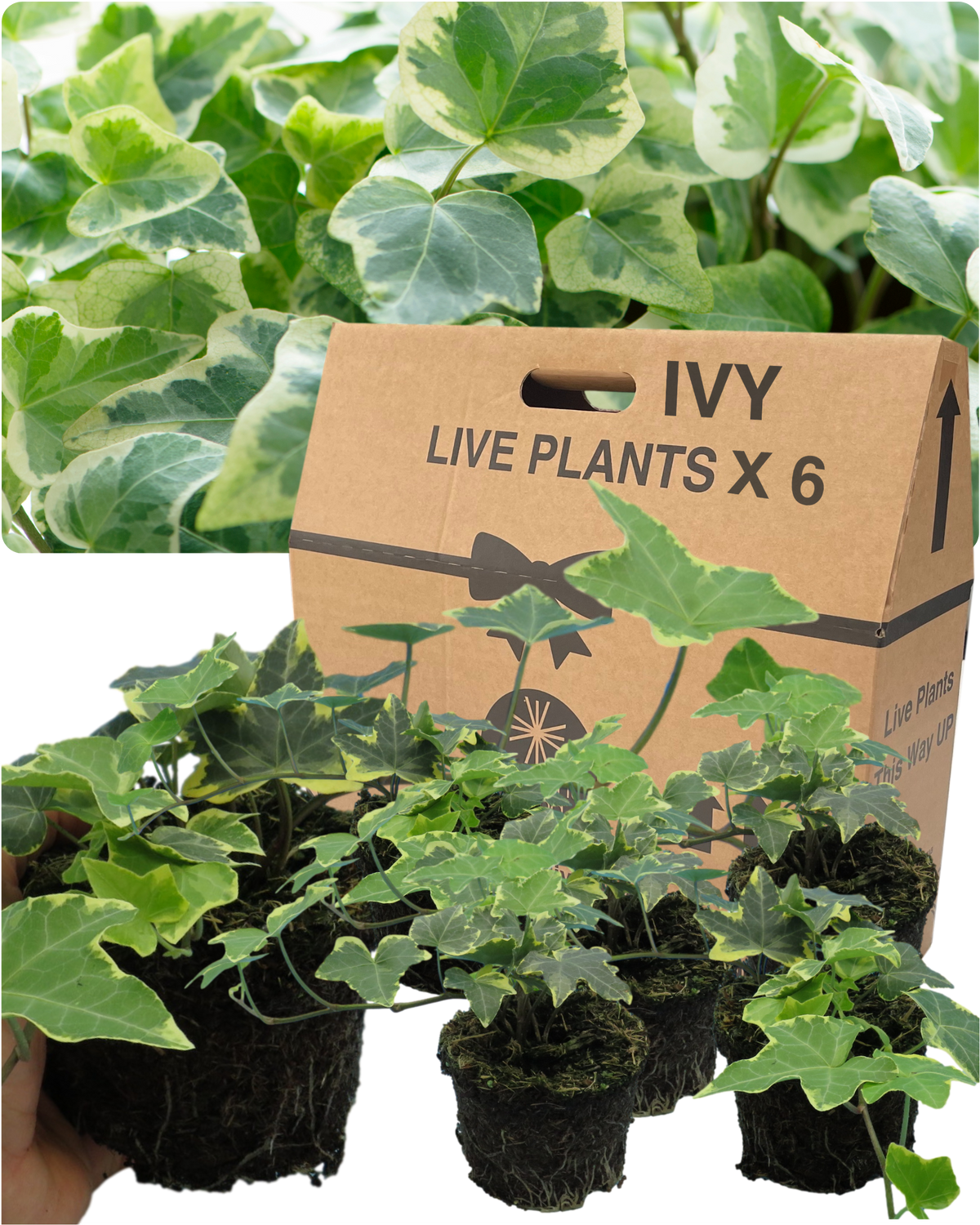 Ivy (Hedera helix Gold Variegated) – Evergreen Climber, Indoors or Out (Set of 3 or 6)
