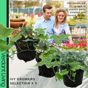 Ivy Growers Selection Plant