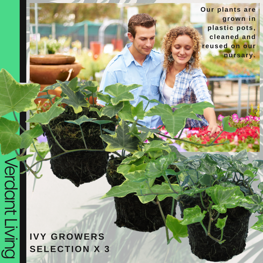 Ivy Growers Selection (Hedera helix) – Evergreen Climber, Indoors or Out (Set of 3 or 6)