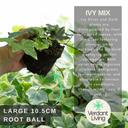 Ivy Growers Selection Plant
