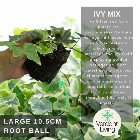 Hand holding an ivy root ball with both gold and silver variegated ivy leaves behind, plus care text