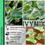 Ivy Growers Selection 10.5cm