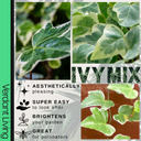 Ivy Growers Selection Plant
