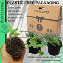 Ivy Growers Selection Plant