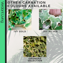 Ivy Growers Selection Plant