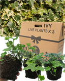 Ivy Growers Selection Plant