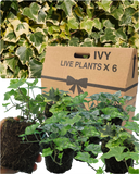 Ivy Growers Selection Plant