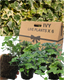 Ivy Growers Selection