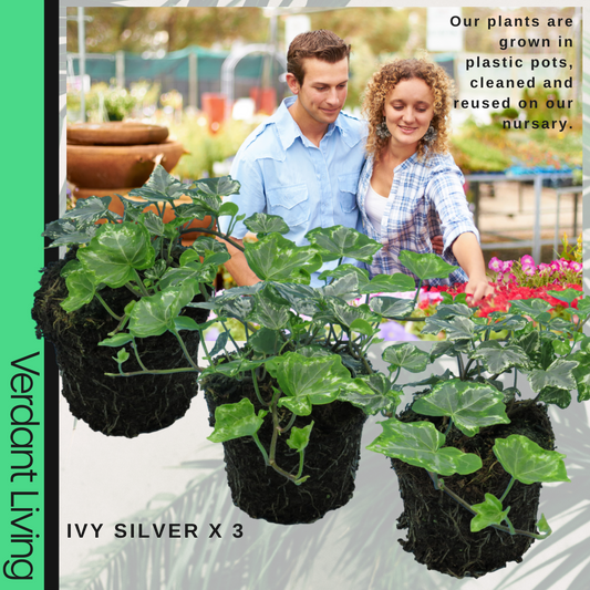 Ivy (Hedera helix Silver Variegated) – Evergreen Climber, Indoors or Out (Set of 3 or 6)