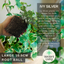 Hedera Helix Silver Veriegated - 10.5cm