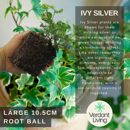 Hand holding an ivy root ball among trailing silver and white variegated ivy leaves, with care text
