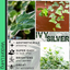 Hedera Helix Silver Veriegated - 10.5cm