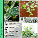 Hedera Helix Silver Variegated Plant