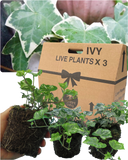 Hedera Helix Silver Variegated Plant