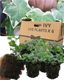 Hedera Helix Silver Variegated Plant