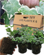 Hedera Helix Silver Veriegated - 10.5cm