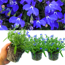 Lobelia Springs Dark Blue Plant