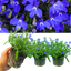 Lobelia Springs Dark Blue
