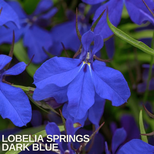 Close-up of Lobelia 'Springs Dark Blue', deep royal-blue flowers with tiny white throats