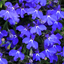 Lobelia Springs Dark Blue