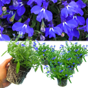 Lobelia Springs Dark Blue Plant