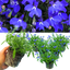 Lobelia Springs Dark Blue