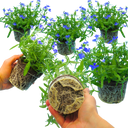 Lobelia Springs Dark Blue Plant