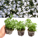 Lobelia Springs White Plant