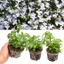 Lobelia Springs White