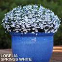 Lobelia Springs White Plant