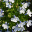 Lobelia Springs White