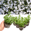 Lobelia Springs White Plant