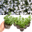 Lobelia Springs White
