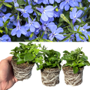 Lobelia Sweet Springs Blue Plant