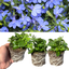 Lobelia Sweet Springs Blue