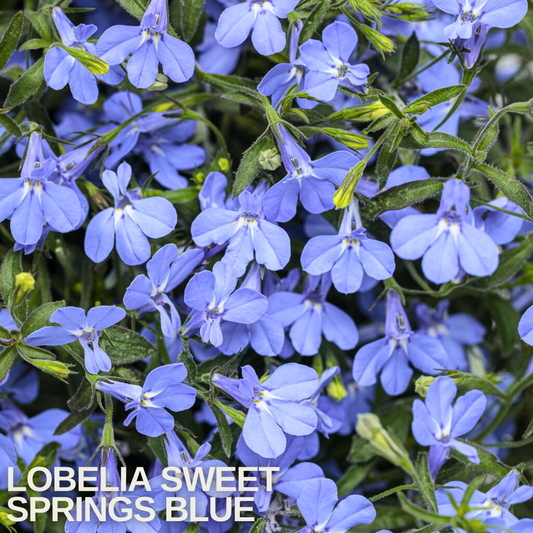 Sheet of Lobelia 'Sweet Springs Blue' flowers, mid-blue petals with white eyes over fine green foliage