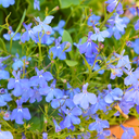 Lobelia Sweet Springs Blue Plant