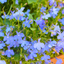 Lobelia Sweet Springs Blue